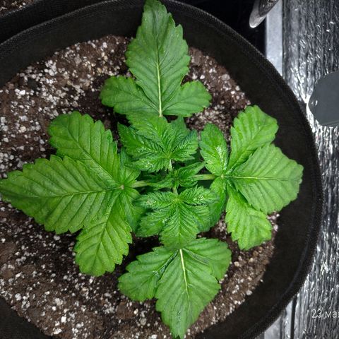 AK-47 Auto growlog timeline photo