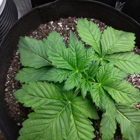 AK-47 Auto growlog timeline photo