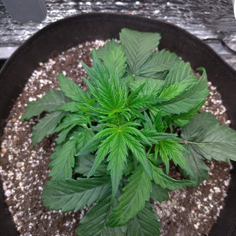 Auto Mazar growlog timeline photo