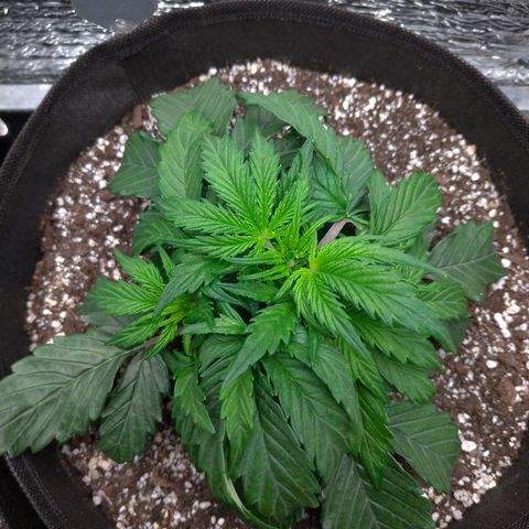 Auto Mazar growlog timeline photo