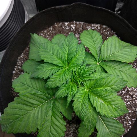 AK-47 Auto growlog timeline photo