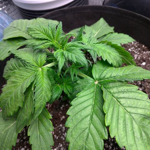 AK-47 Auto growlog timeline photo