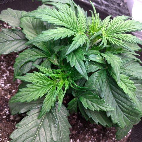 Auto Mazar growlog timeline photo