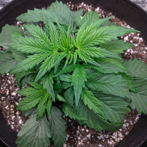 Auto Mazar growlog timeline photo