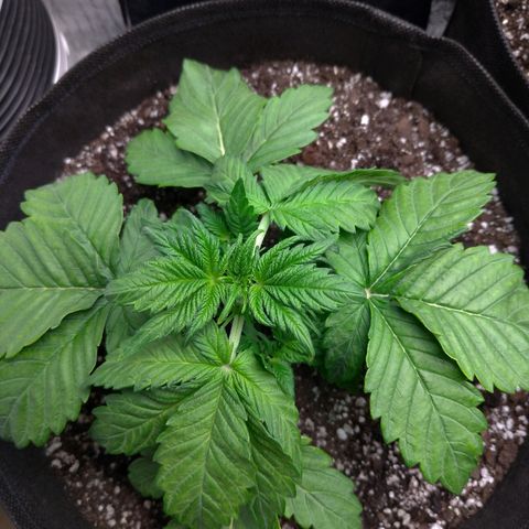 AK-47 Auto growlog timeline photo