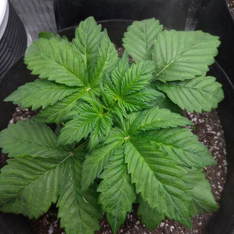 AK-47 Auto growlog timeline photo