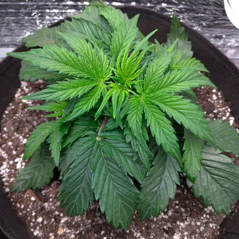 Auto Mazar growlog timeline photo