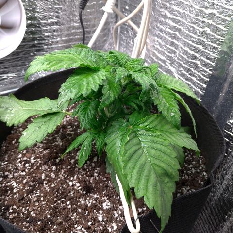 AK-47 Auto growlog timeline photo