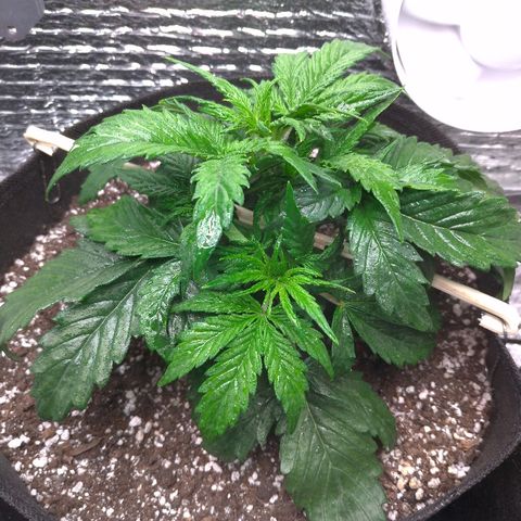 Auto Mazar growlog timeline photo