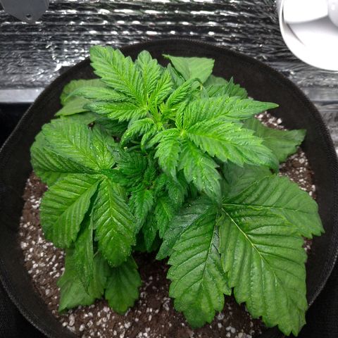 AK-47 Auto growlog timeline photo