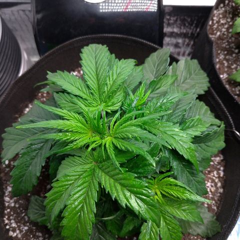 Auto Mazar growlog timeline photo