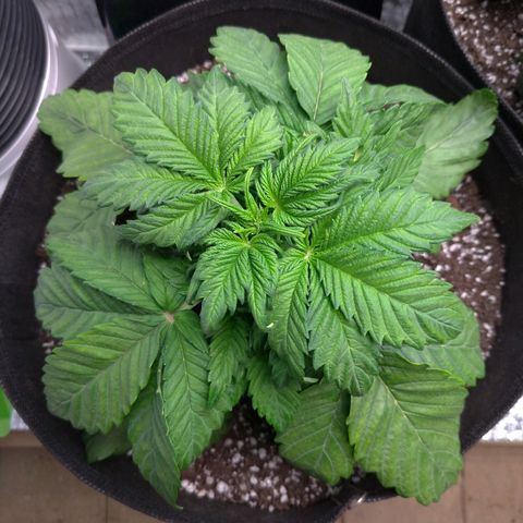 AK-47 Auto growlog timeline photo