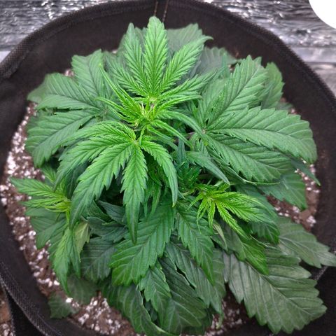 Auto Mazar growlog timeline photo