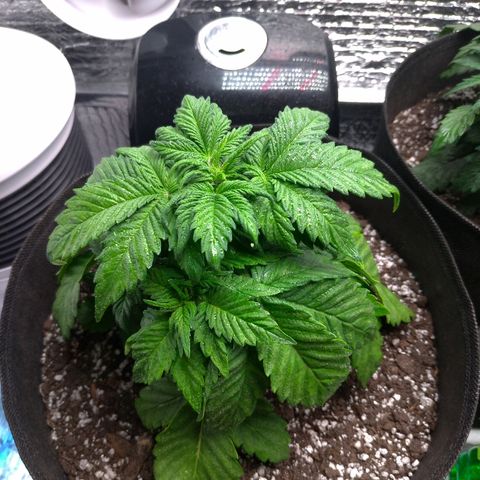 AK-47 Auto growlog timeline photo
