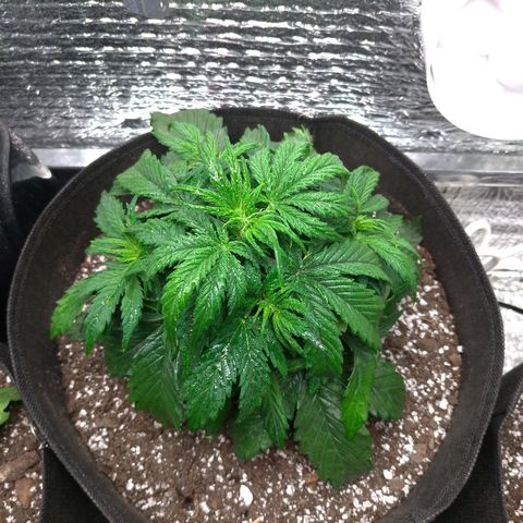 Auto Mazar growlog timeline photo