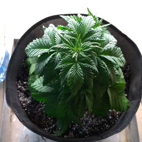AK-47 Auto growlog timeline photo