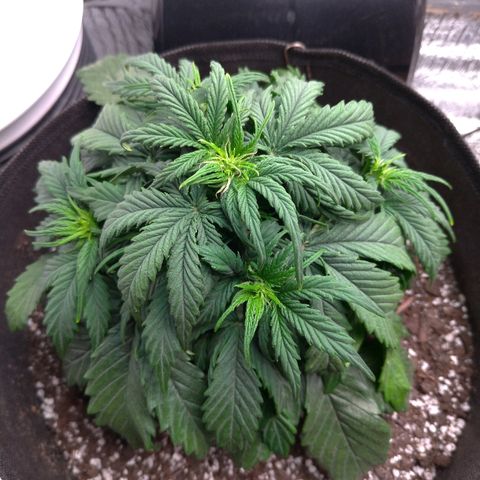 Auto Mazar growlog timeline photo