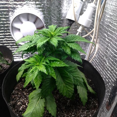 AK-47 Auto growlog timeline photo