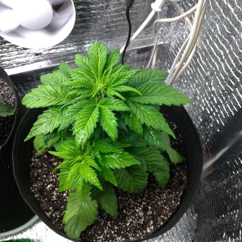 AK-47 Auto growlog timeline photo