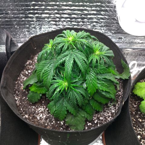 Auto Mazar growlog timeline photo