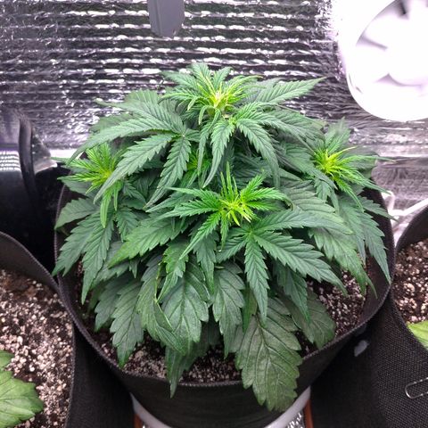 Auto Mazar growlog timeline photo