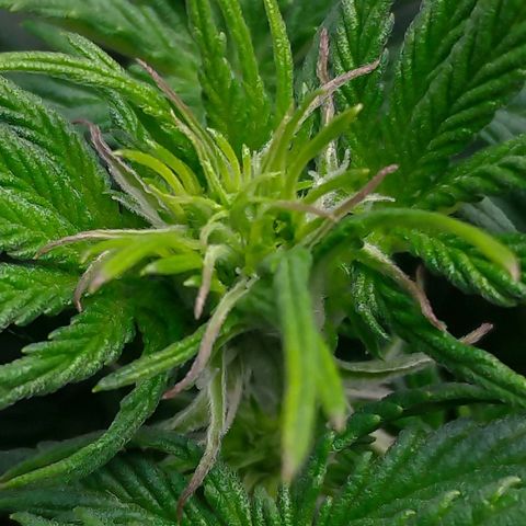 Auto Mazar growlog timeline photo
