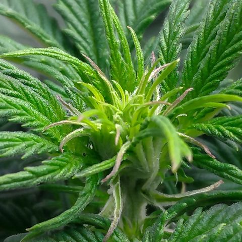 Auto Mazar growlog timeline photo