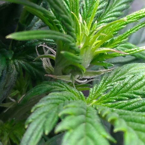 Auto Mazar growlog timeline photo