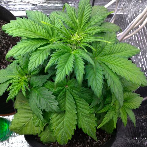 AK-47 Auto growlog timeline photo