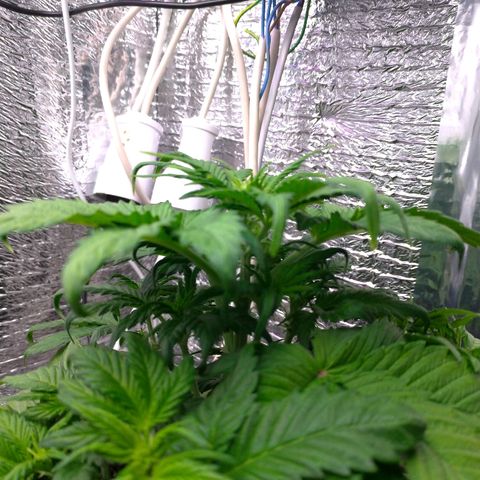 AK-47 Auto growlog timeline photo