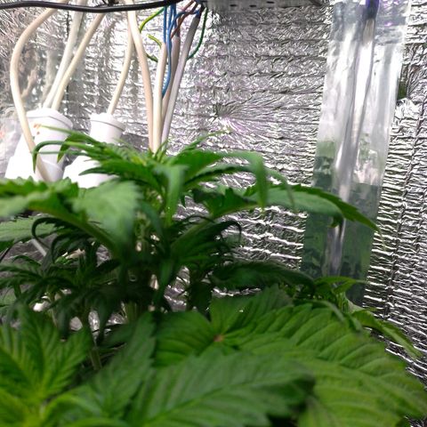 AK-47 Auto growlog timeline photo