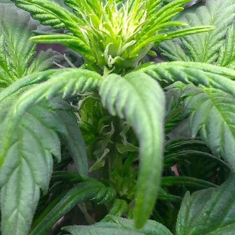 AK-47 Auto growlog timeline photo