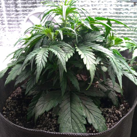Auto Mazar growlog timeline photo