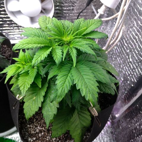 AK-47 Auto growlog timeline photo