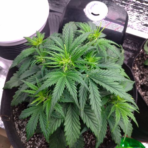 Auto Mazar growlog timeline photo