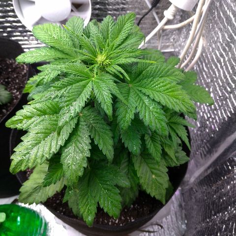 AK-47 Auto growlog timeline photo