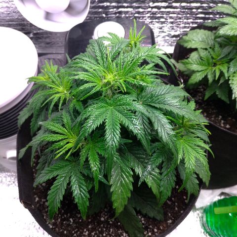 Auto Mazar growlog timeline photo