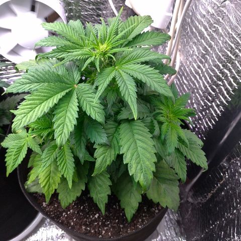 AK-47 Auto growlog timeline photo
