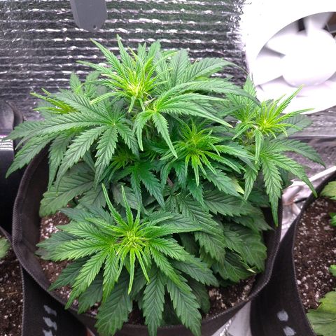 Auto Mazar growlog timeline photo