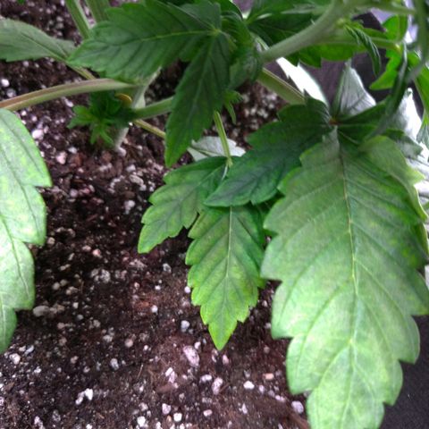 AK-47 Auto growlog timeline photo