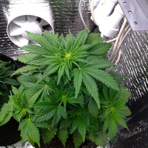 AK-47 Auto growlog timeline photo