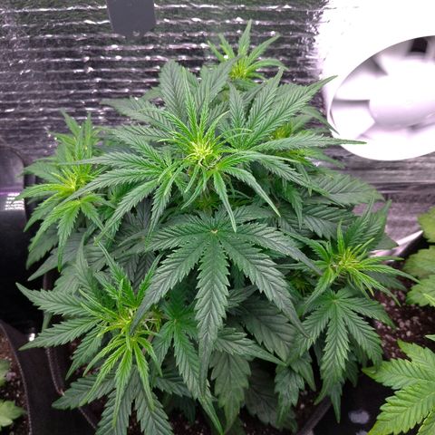 Auto Mazar growlog timeline photo