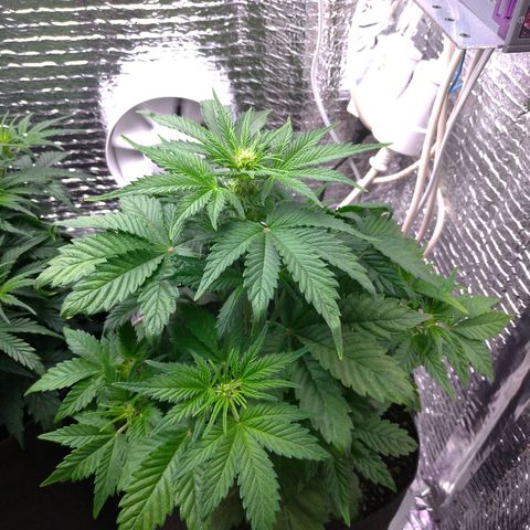 AK-47 Auto growlog timeline photo