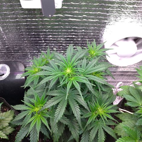 Auto Mazar growlog timeline photo