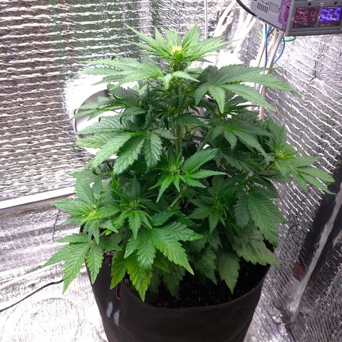 AK-47 Auto growlog timeline photo
