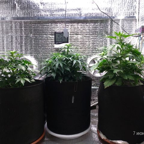 AK-47 Auto growlog timeline photo