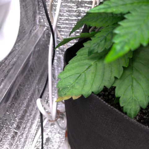 AK-47 Auto growlog timeline photo