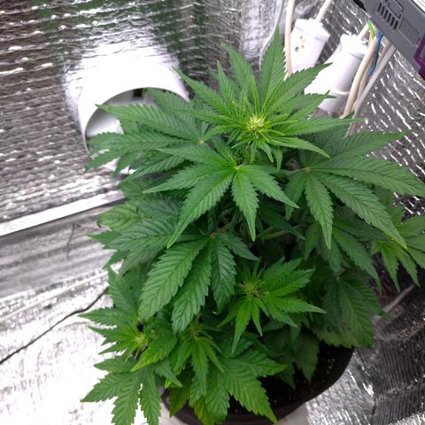 AK-47 Auto growlog timeline photo