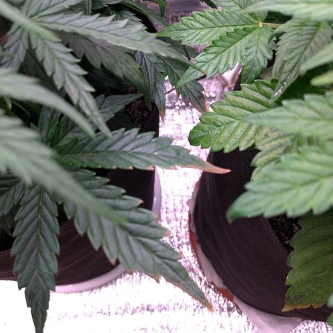 Auto Mazar growlog timeline photo