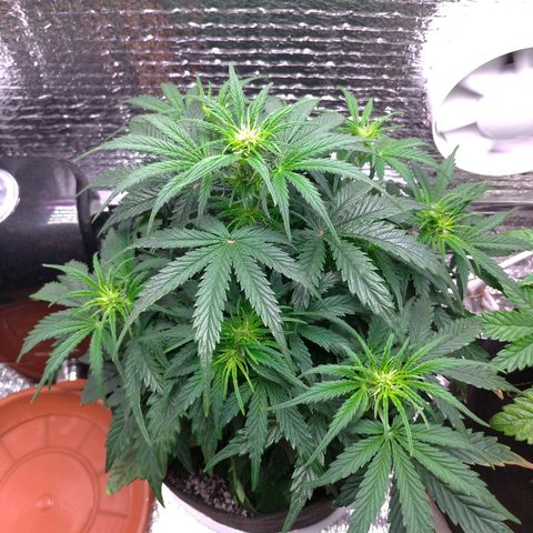 Auto Mazar growlog timeline photo